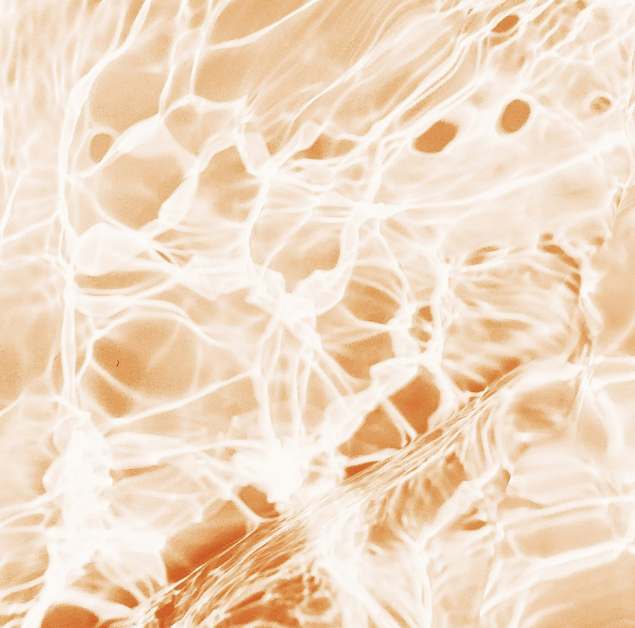 AMPK Metabolic  Activator