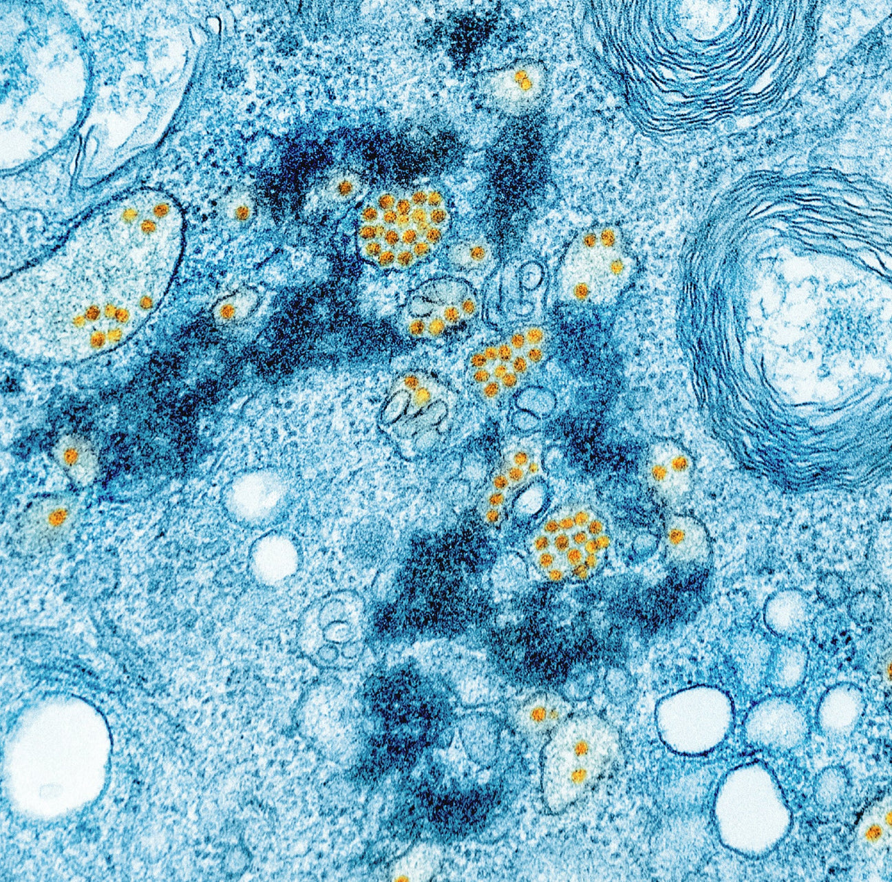 Night Herbal · PLUS