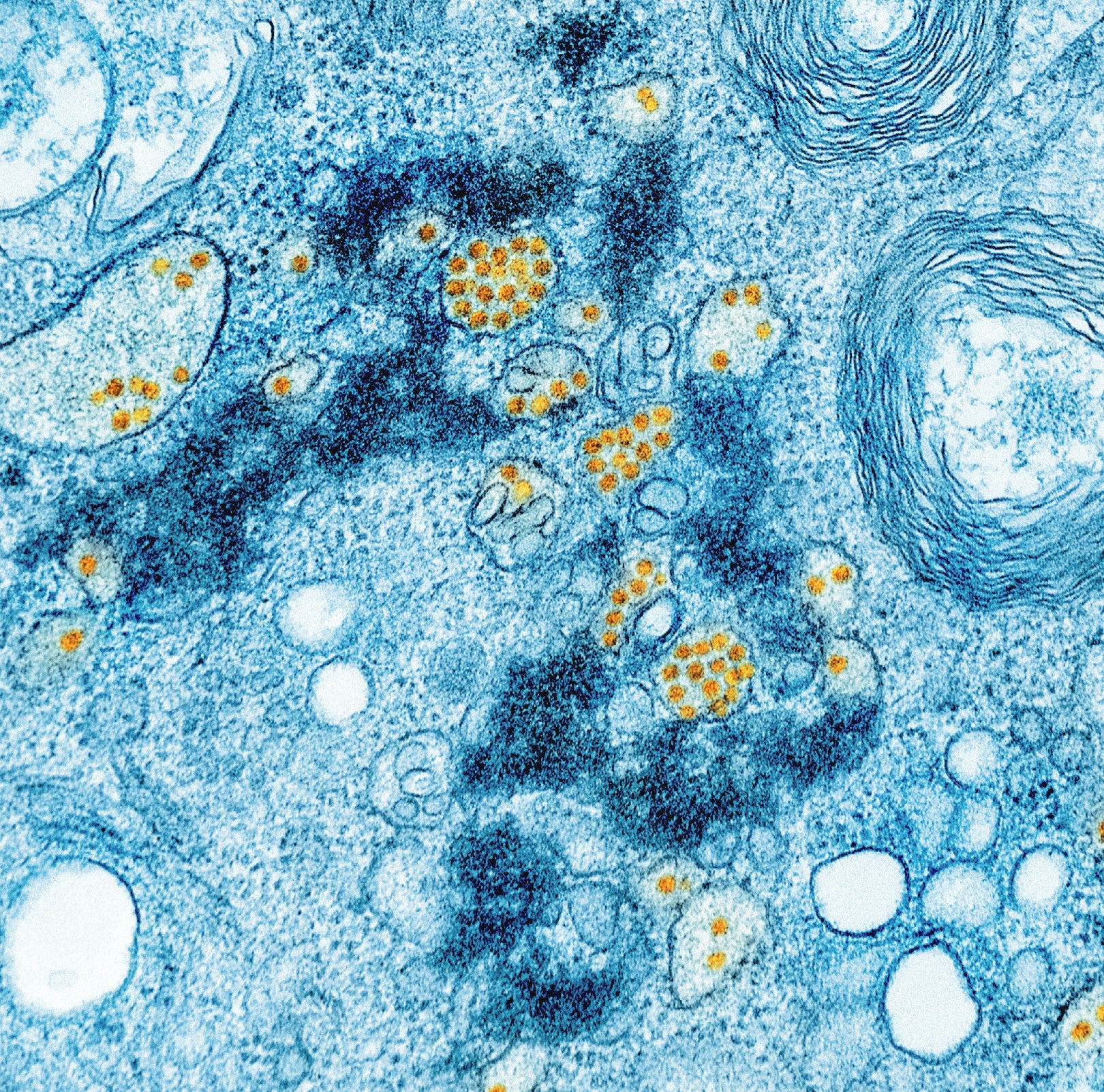 Night Herbal · PLUS