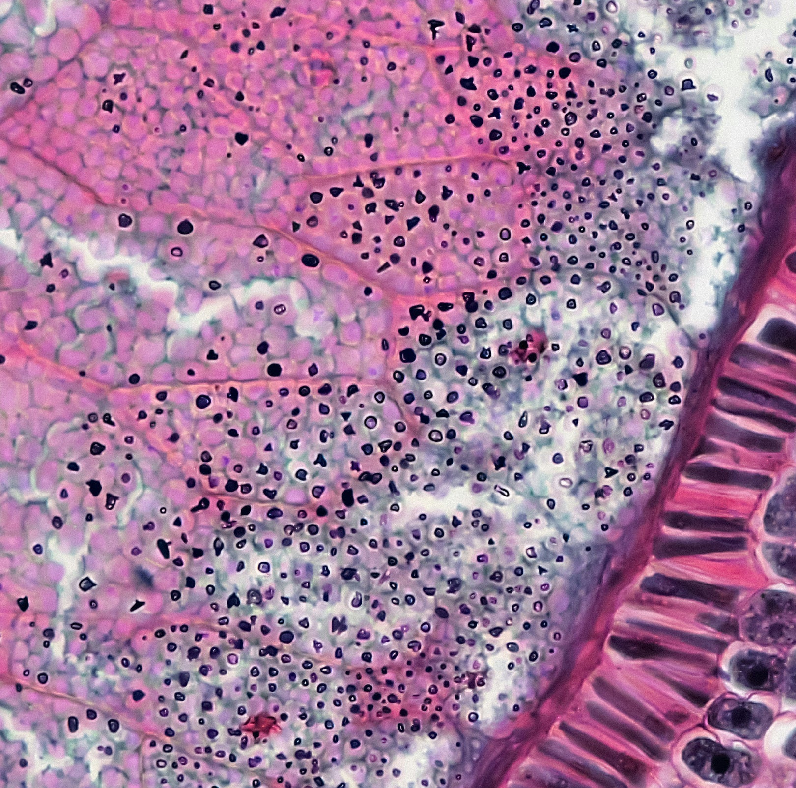 Women’s  Multivitamin+Herbs